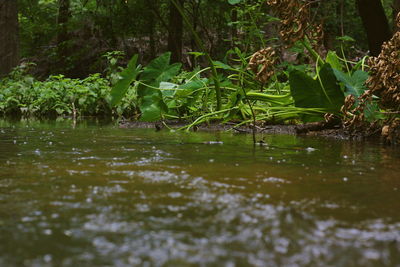 Scenic view of forest
