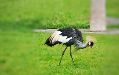 Side view of a bird on field