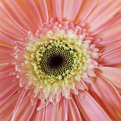 Close-up of pink flower blooming outdoors