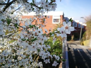 Cherry blossoms in spring