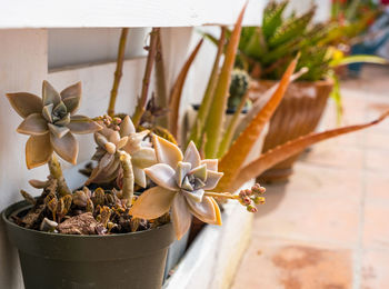 Close-up of potted plant