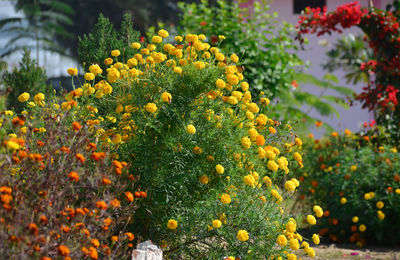 Beautiful marigold flowers in the garden