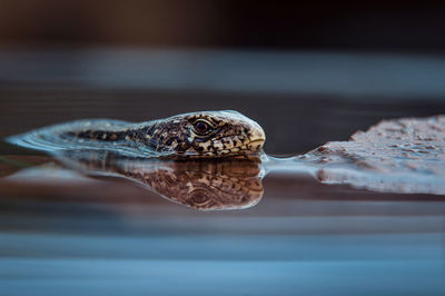 Close-up of turtle in water