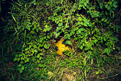 Close-up of yellow leaf