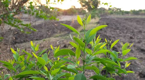 Close-up of crops growing on field