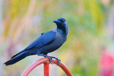 Close-up of bird perching outdoors