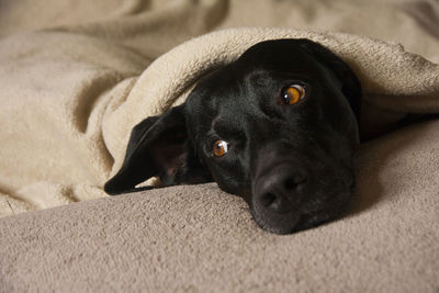 Close-up portrait of black dog relaxing on bed at home