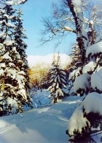 Snow covered pine trees in forest during winter