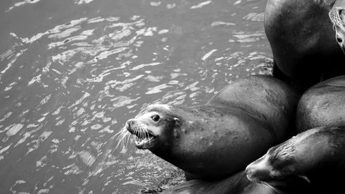 High angle view of seal swimming in lake