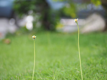 Close-up of yellow flower growing on grass