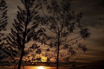 Low angle view of silhouette tree against sky during sunset