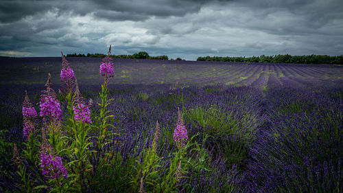 Purple flowers on field against sky
