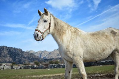 Horse standing on field against sky