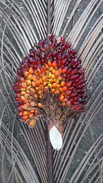 High angle view of fruits on plant