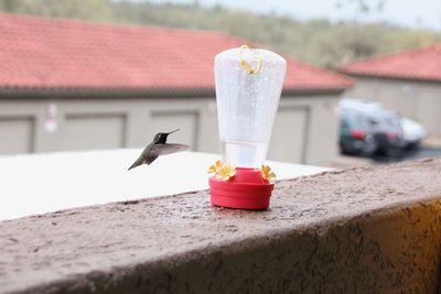 View of a bird flying against building