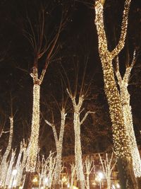 Low angle view of illuminated bare tree at night