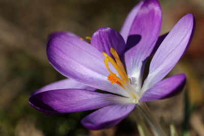 Close-up of purple crocus flower