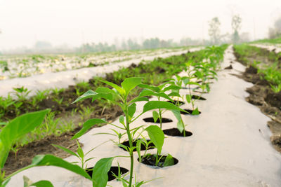 Plants growing on field