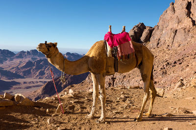 Camel standing on mountain