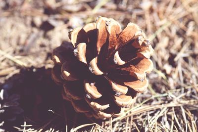 Close-up of flower growing in field
