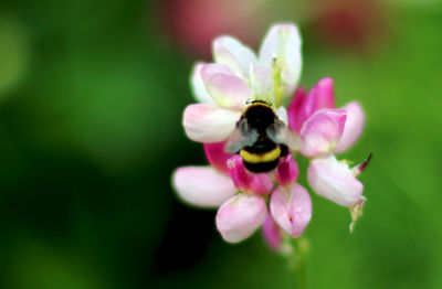 Close-up of bee on pink flower