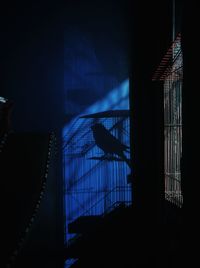 Silhouette bird perching against window