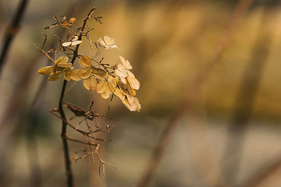 Close-up of wilted plant