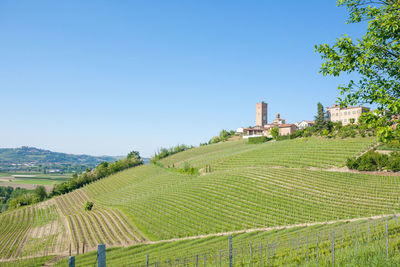 Scenic view of agricultural field against clear sky