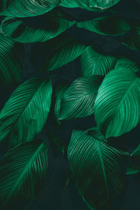 Full frame shot of green leaves