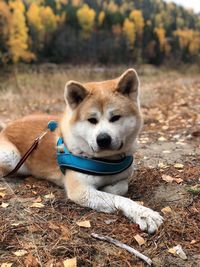 Dog looking away on field