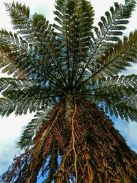 Low angle view of tree