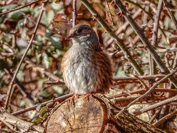 Bird perching on branch