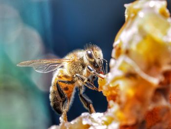 Close-up of bee on honeycomb.