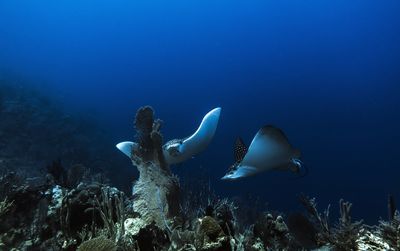 Spotted eagle ray swimming underwater 