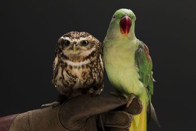 Cropped image hand holding parrot and owl against black background