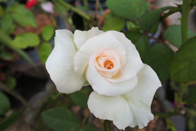 Close-up of white rose