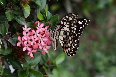 Close-up of butterfly on pink flower