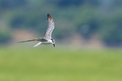 View of bird flying