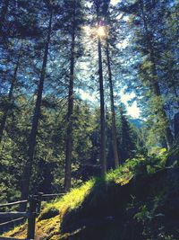 Low angle view of trees