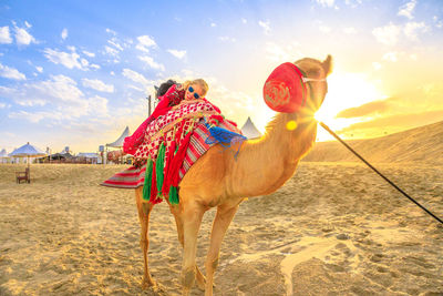 Woman riding camel at beach