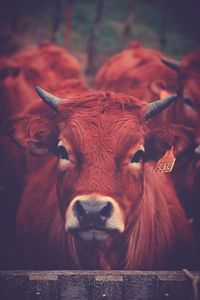 Close-up portrait of cow