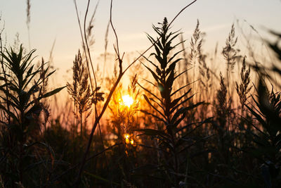 Beautiful and relaxing nature scene with sunset and plants.