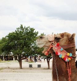 View of a horse against the sky