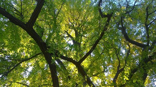 Low angle view of trees in forest
