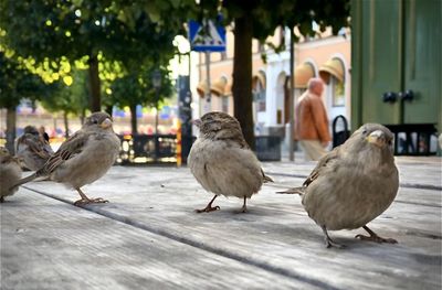 Birds perching on footpath