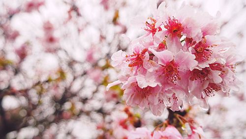 Close-up of pink cherry blossom tree