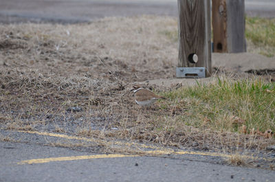 Foraging killdeer upclose 