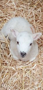 High angle view of sheep on hay