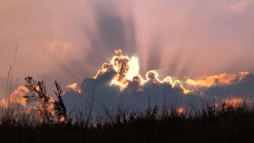 Silhouette plants on field against sky during sunset
