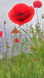 Close-up of red poppy flowers in field